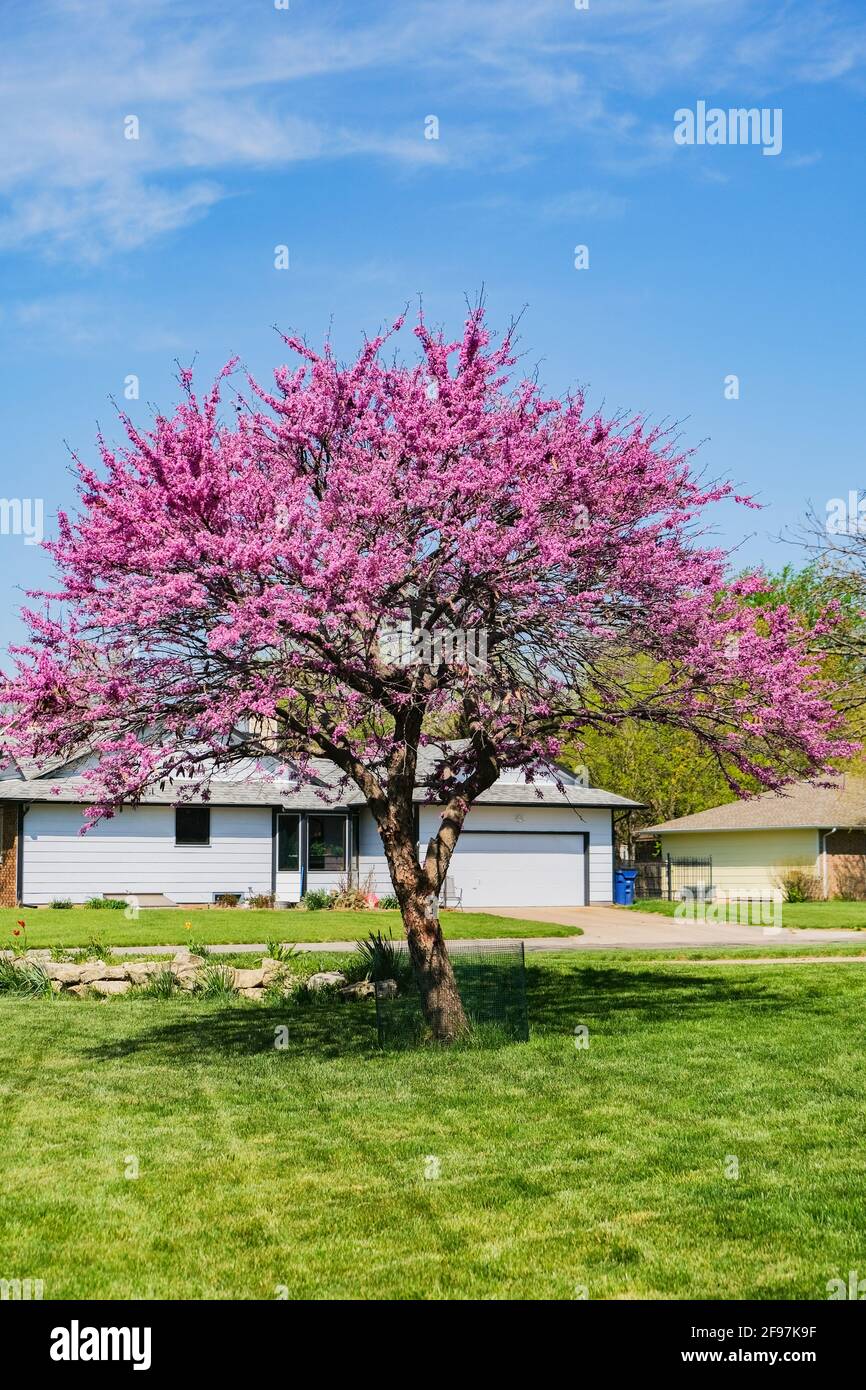 Eastern Redbud Tree; Cercis; Canadensis; in an American neighborhood of Wichita, Kansas with blue sky. USA. Stock Photo