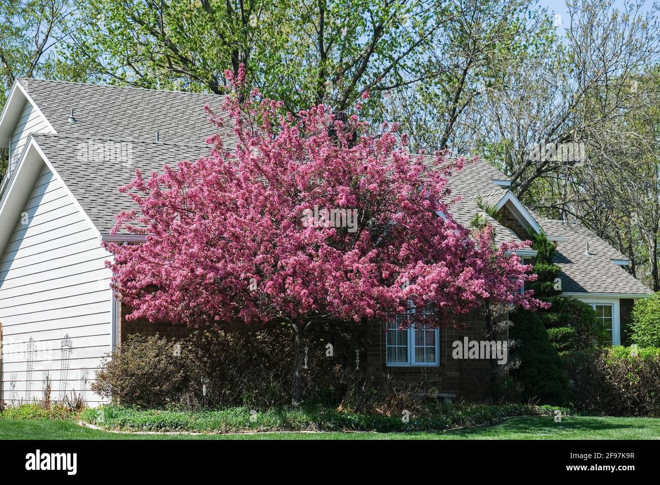 Pink blooming crabapple tree, 'Prairie Rose', Malus loensis, in the front lawn of a house. Kansas, USA. Stock Photo