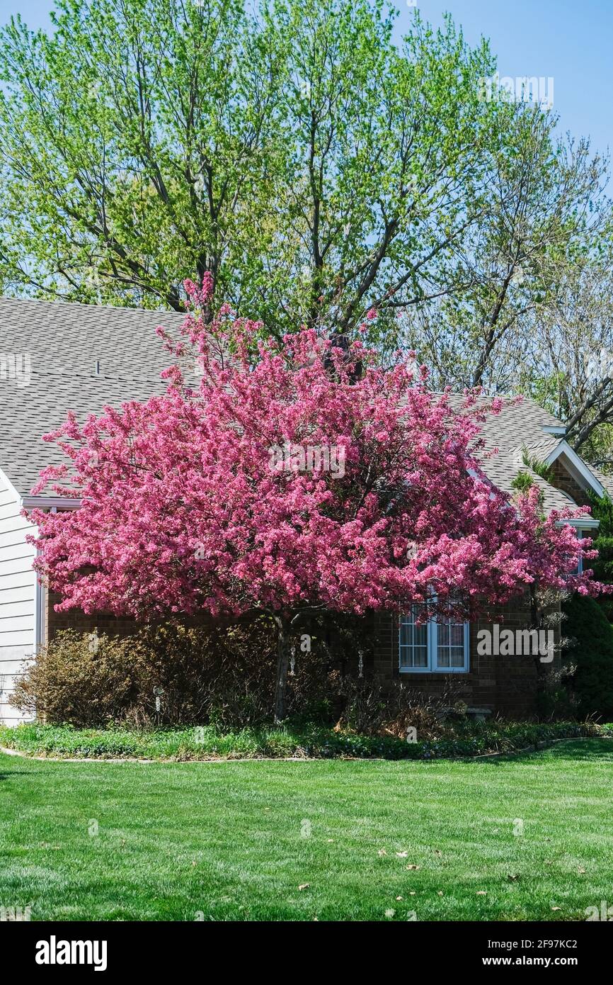 Pink blooming crabapple tree, 'Prairie Rose', Malus loensis, in the front lawn of a house. Kansas, USA. Stock Photo