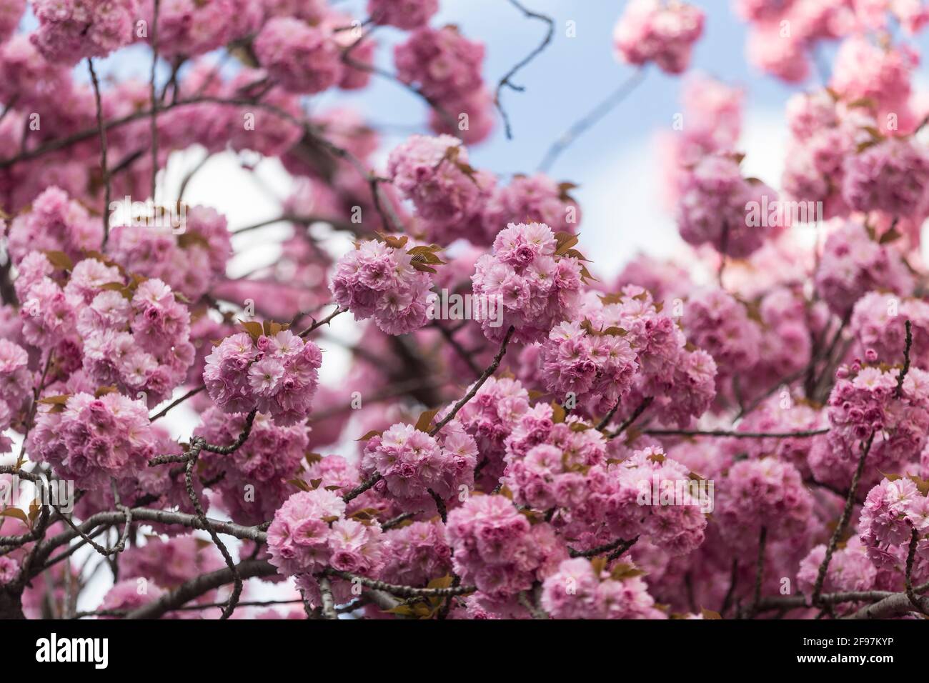 Blooming cherry blossoms, sakura trees in Bonn, former capital of Germany on Heerstrasse Stock Photo