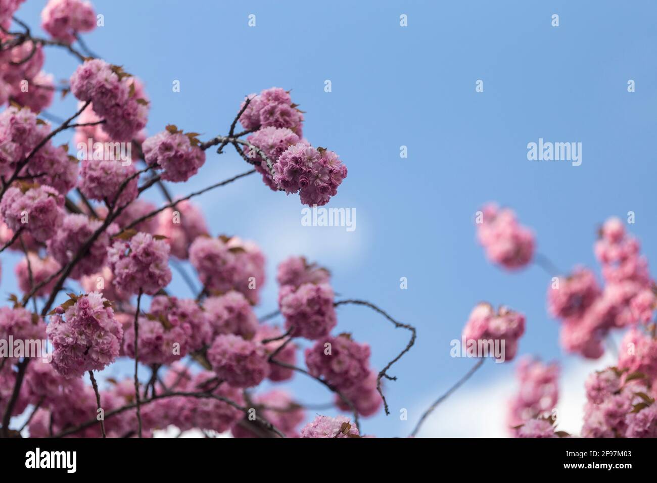 Blooming cherry blossoms, sakura trees in Bonn, former capital of Germany on Heerstrasse Stock Photo