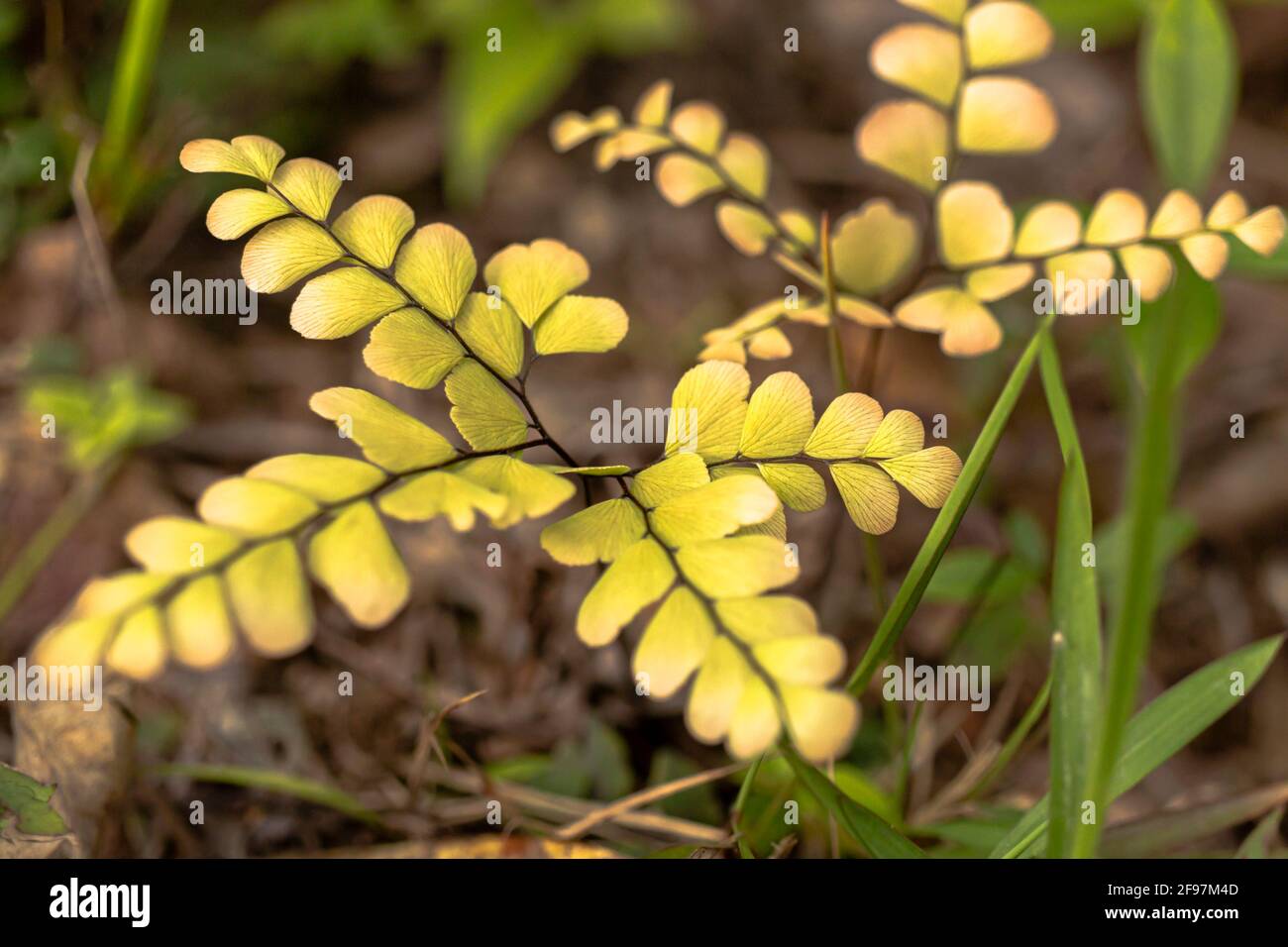 Small Fan-leaved Maidenhair. Stock Photo