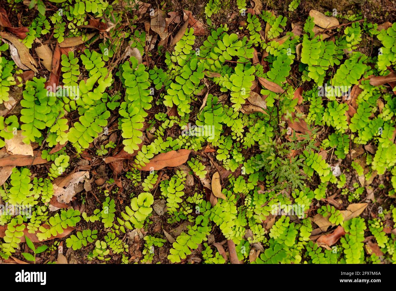 A lot of Adiantum philippense on the ground of rotten leaves. Stock Photo