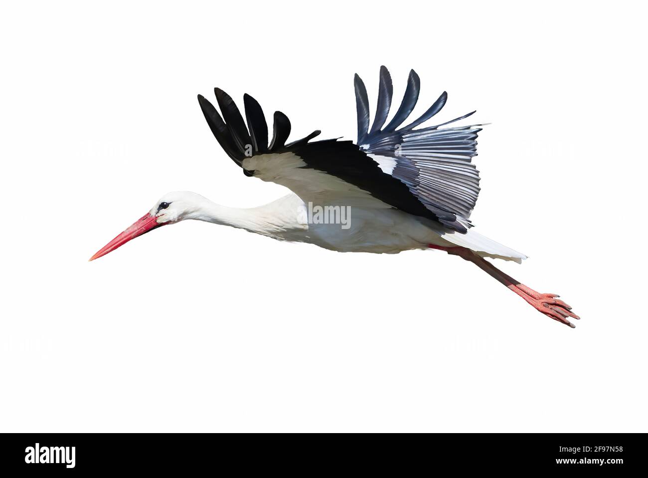 White Stork isolated on white background ( Ciconia ciconia ) Stock Photo