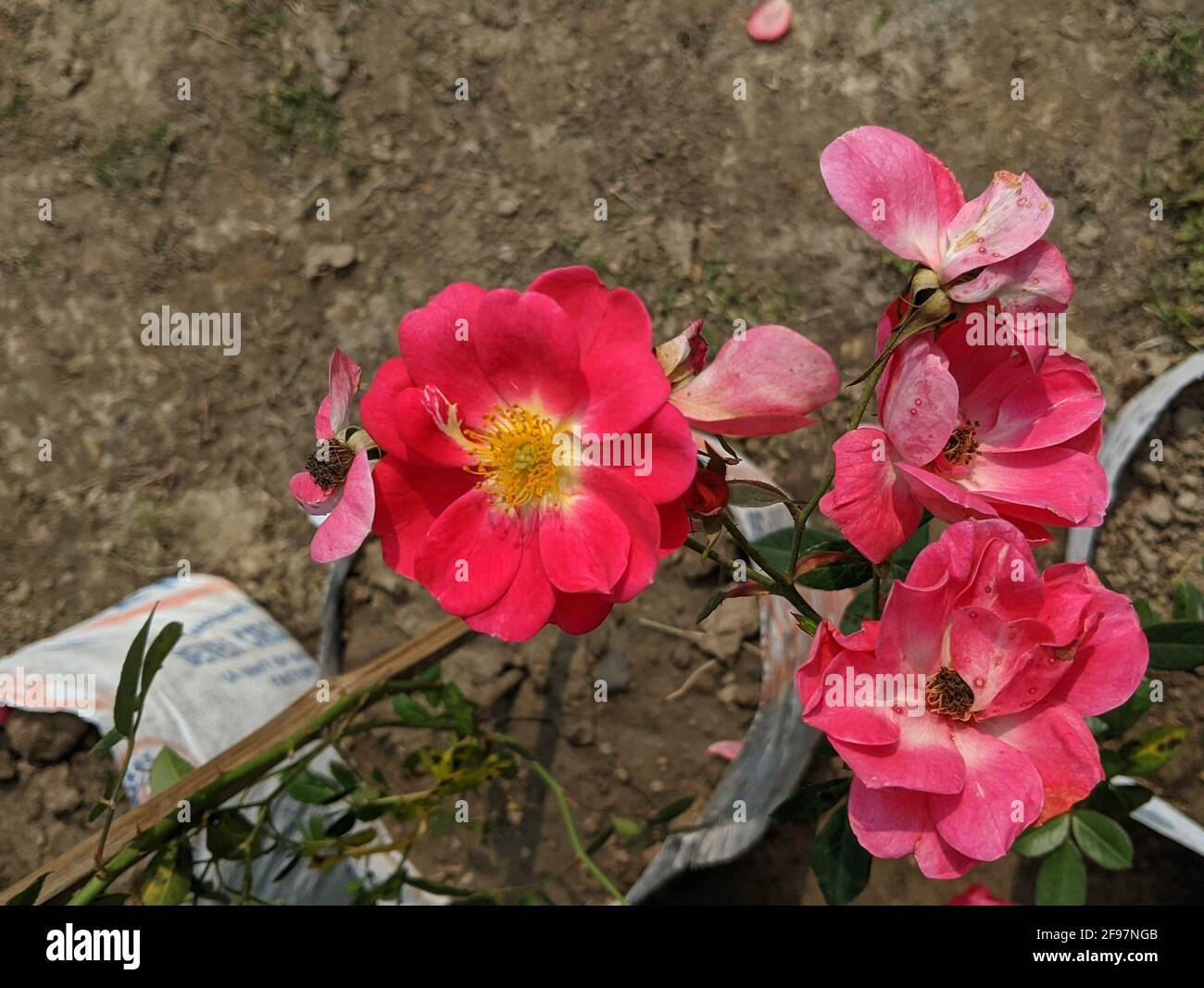 Closeup of beautiful pink rose flowers blooming in a garden Stock Photo ...