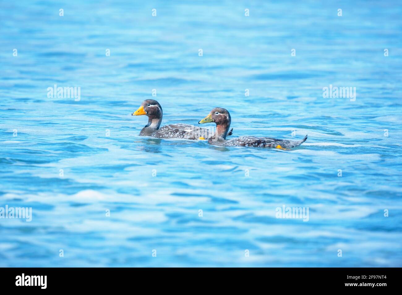 Steamer ducks swimming tachyeres brachypterus hires stock photography