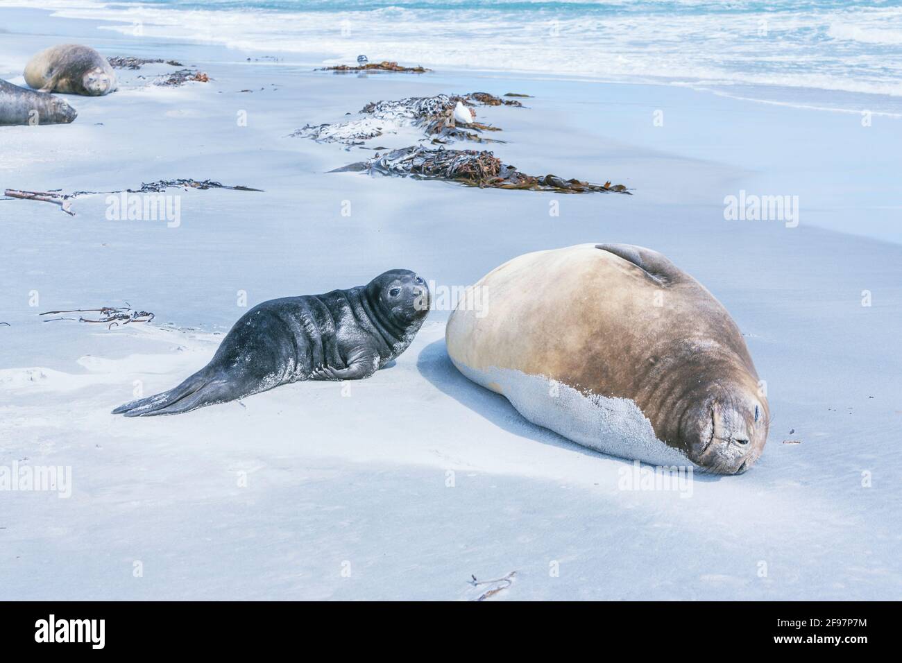 Southern Elephant Seal (Mirounga leonina) female with her pup laying on the beach, Sea Lion Island, Falkland Islands, South America Stock Photo