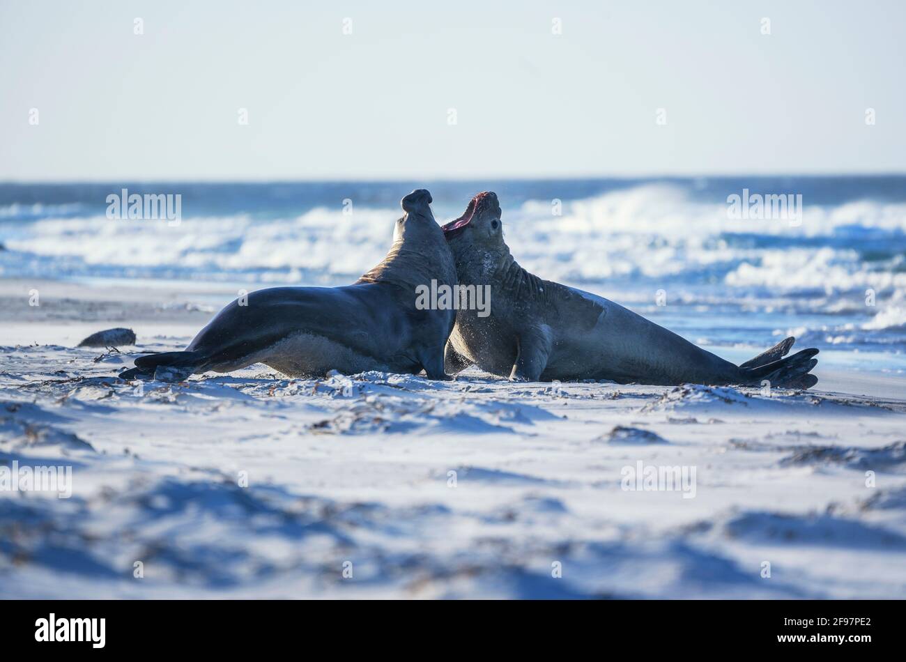 Southern Elephant Seal (Mirounga leonina) bulls fighting for territory on the beach, Sea lion island, Falkland Islands, South America Stock Photo