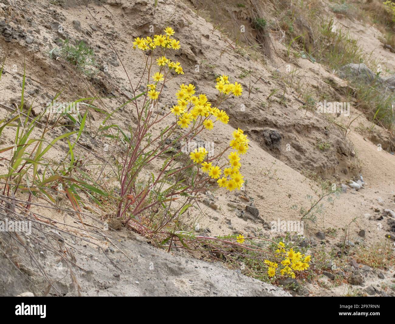 Jacobs ragwort (Senecio jacobaea) on the sandy ground Stock Photo