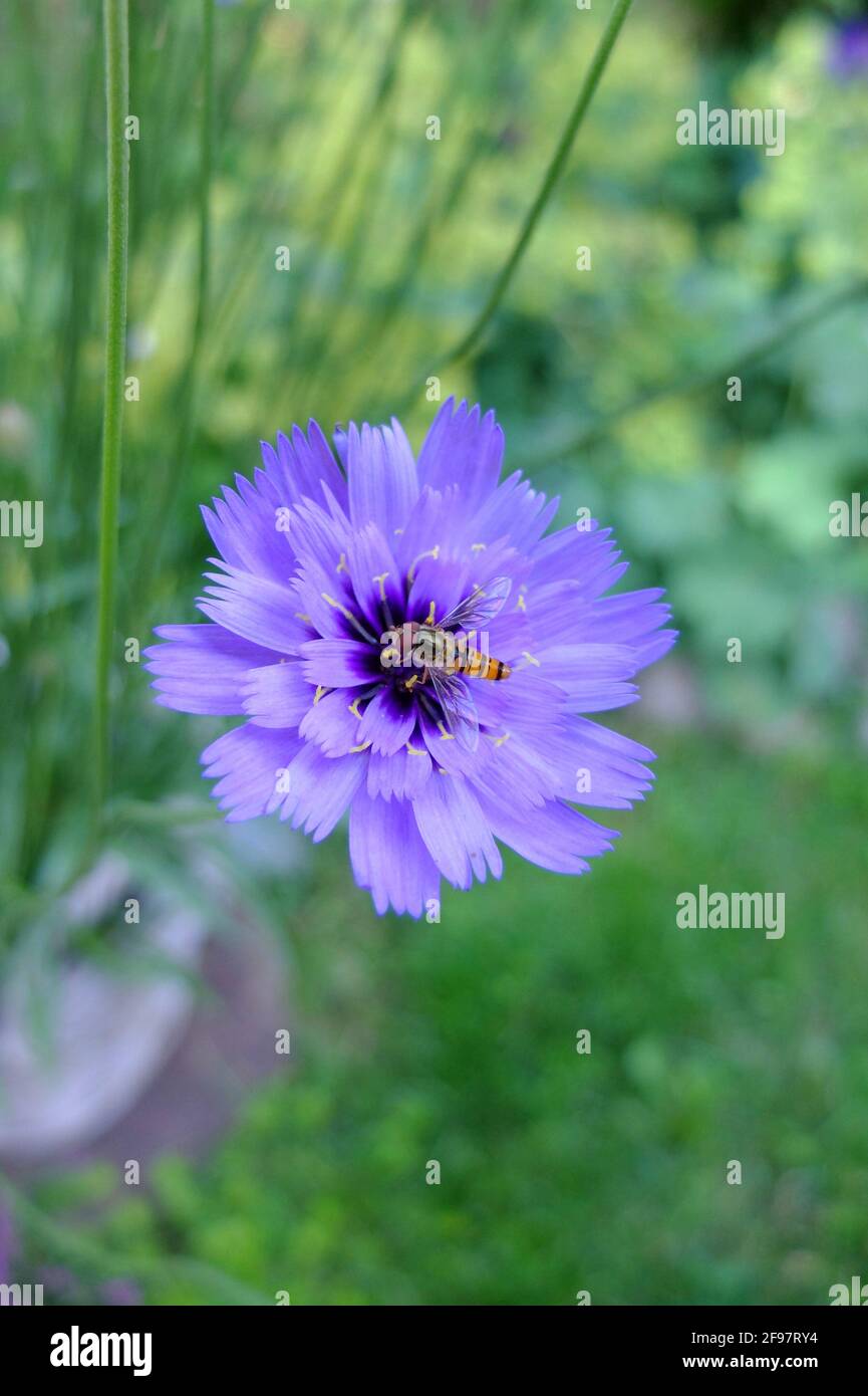 The hover fly (Syrphidae) sits on the flower of the rasselblume (Catananche caerulea) Stock Photo