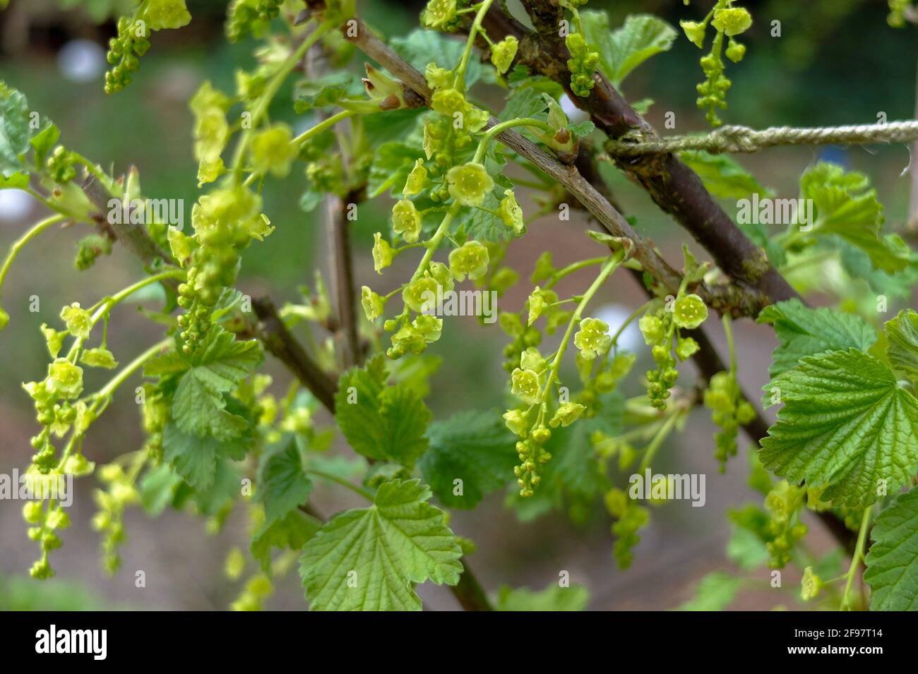 The red currant (Ribes rubrum) in flower Stock Photo