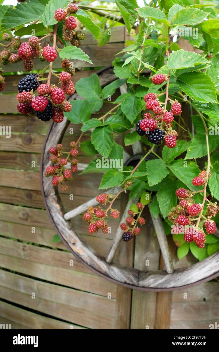 Blackberry 'Navaho' (Rubus sect. Rubus) on the fence with the wooden wheel Stock Photo
