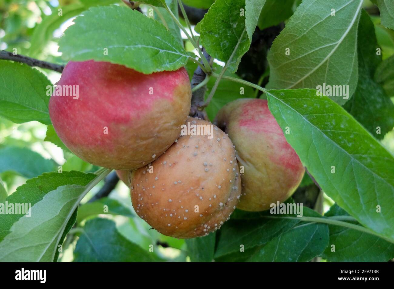 Monilia fruit rot (Monilinia fructigena) on apples (Malus domestica) Stock Photo