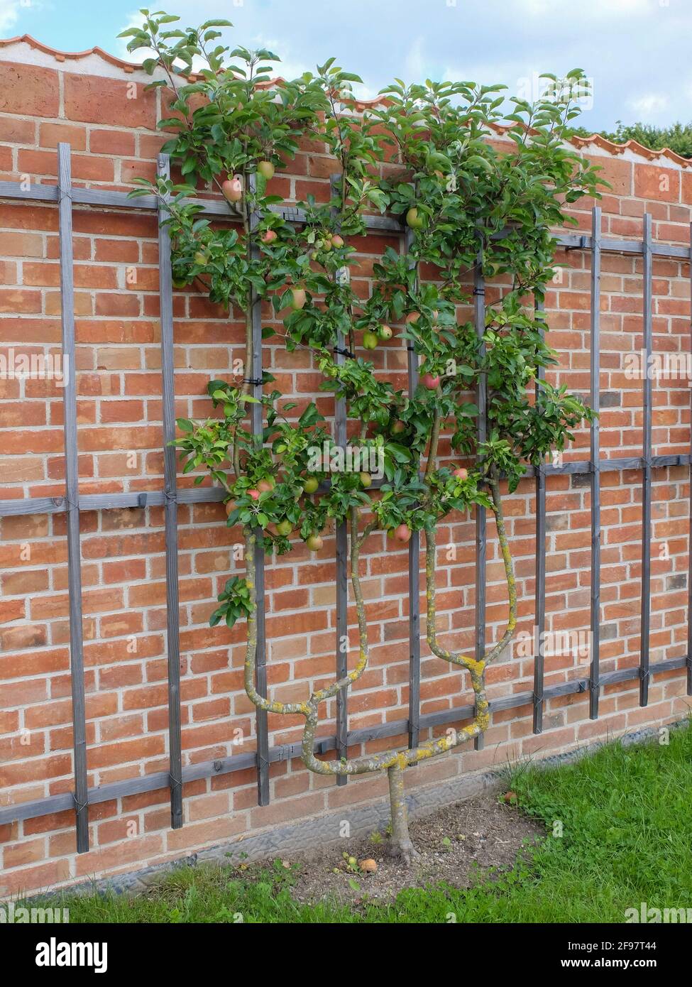 Apple tree 'Prince Albrecht of Prussia' (Malus domestica) on the trellis on the wall Stock Photo