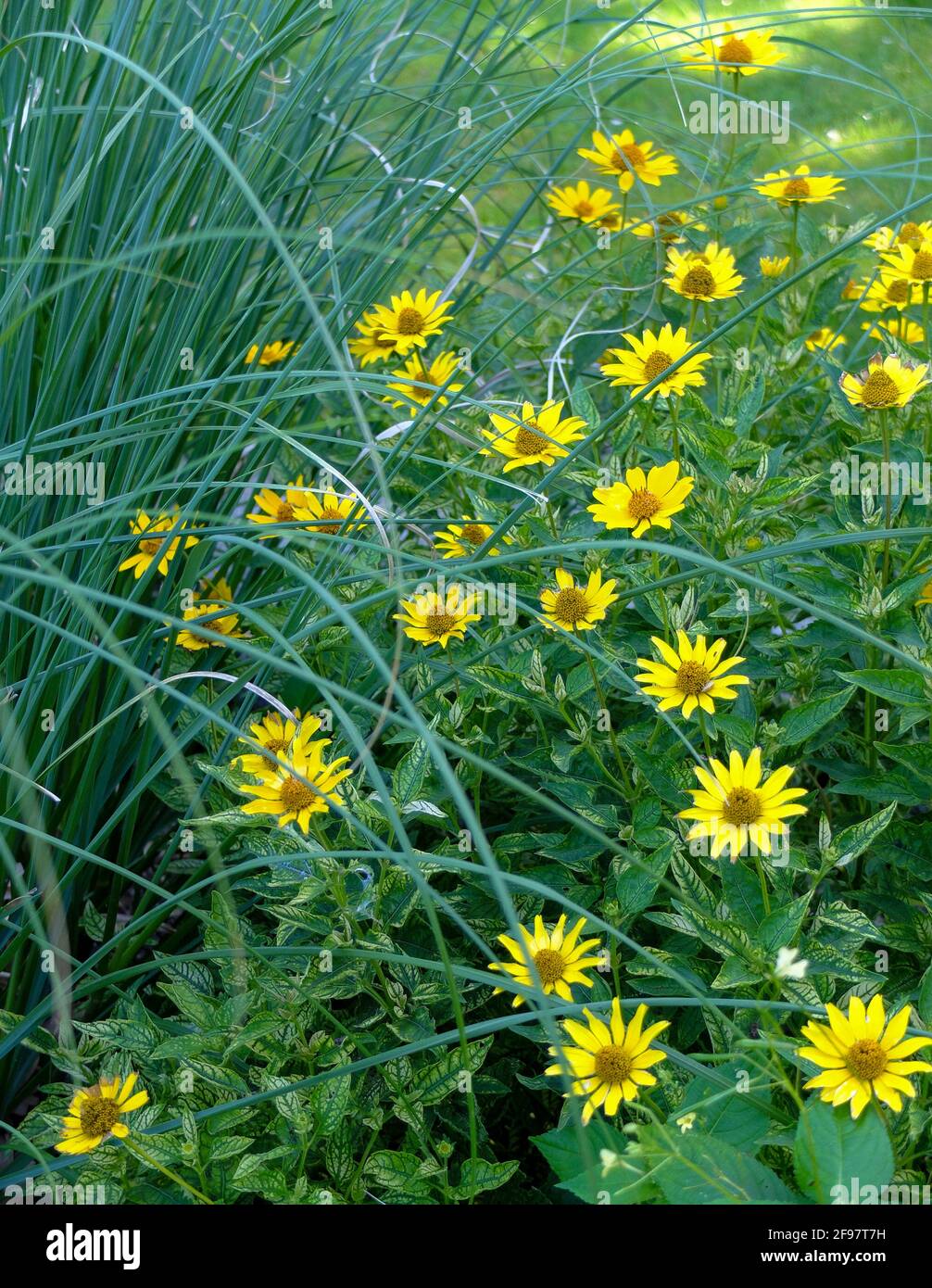 Yellow coneflower (Heliopsis helianthoides) with grasses in the flowerbed Stock Photo
