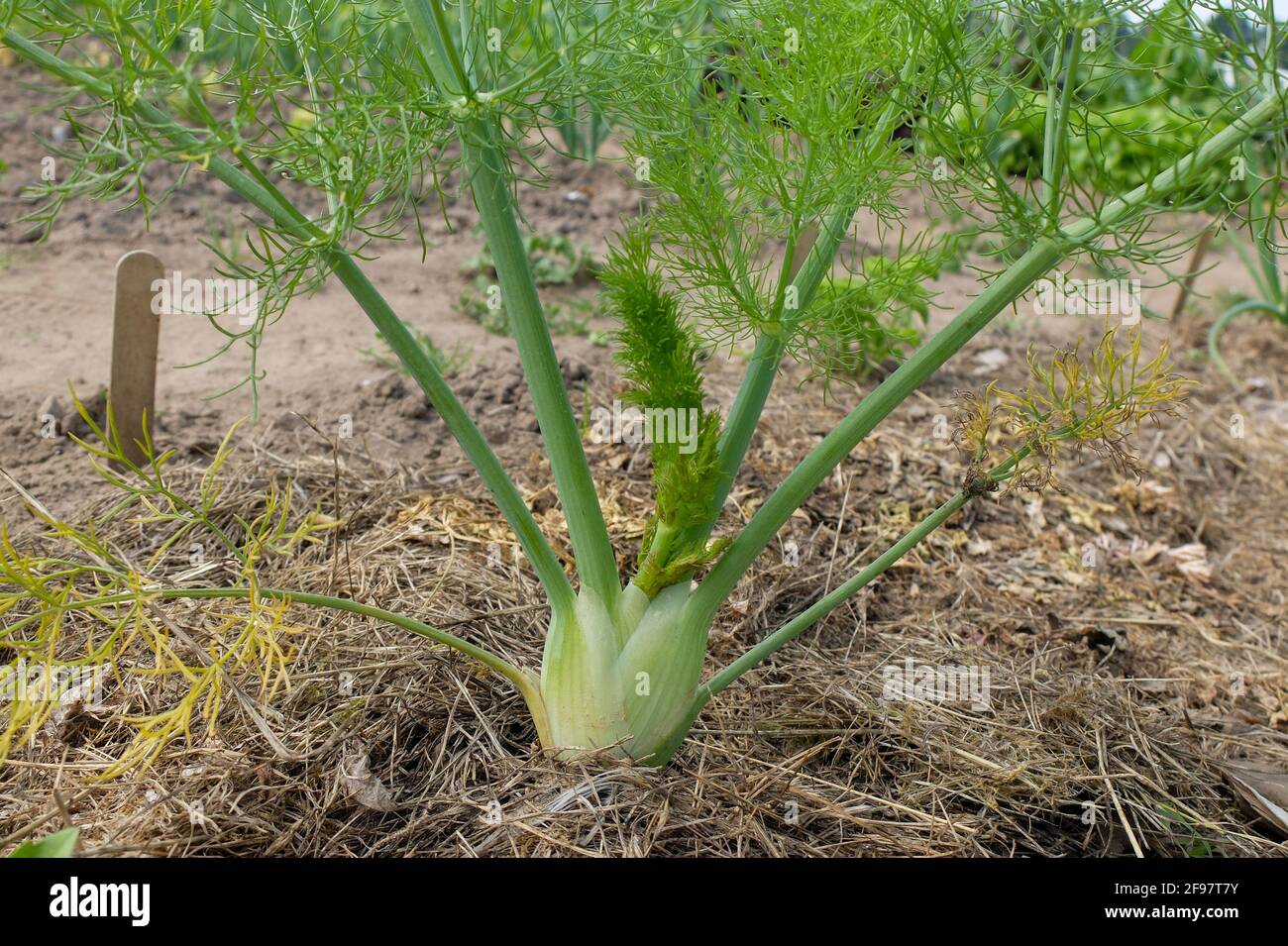 Mulch fennel (Foeniculum vulgare) with grass clippings Stock Photo