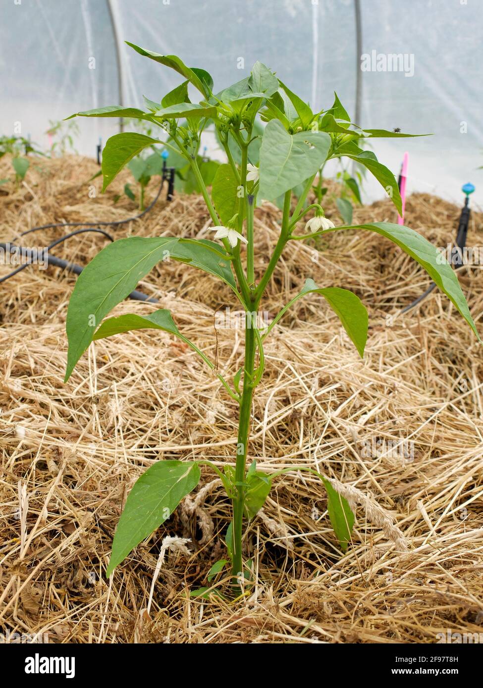 Paprika (Capsicum annuum) with hay as a mulch and irrigation system Stock Photo
