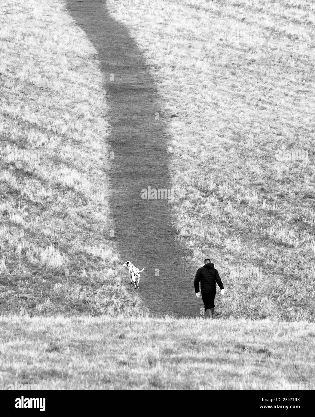 A monochrome image of a man and his dog walking through a meadow in Kent, England. Stock Photo