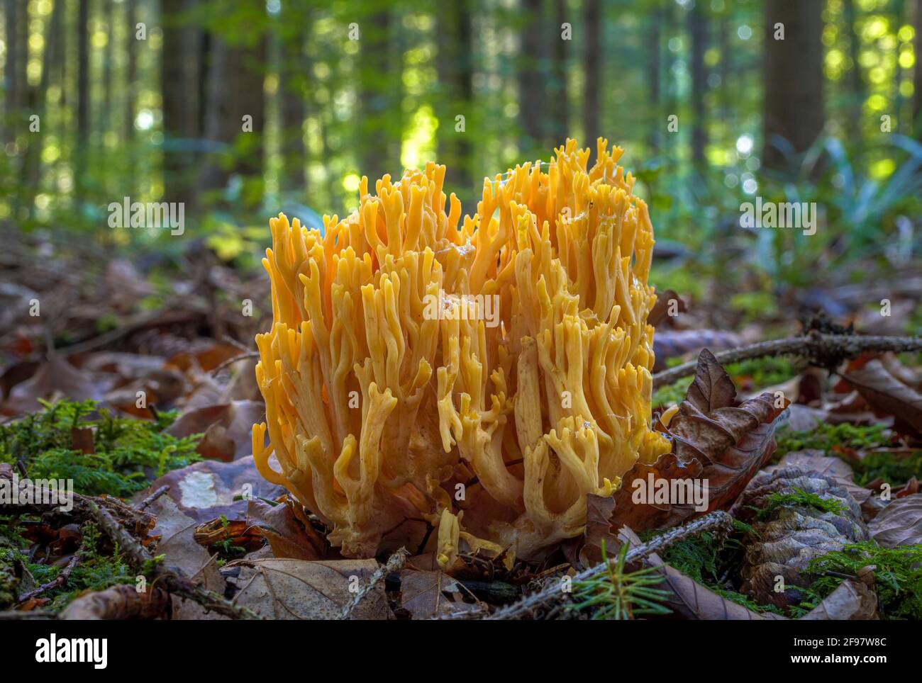Forest mushroom, golden yellow coral (Ramaria aurea), goatee, Bavaria, Germany, Europe Stock Photo