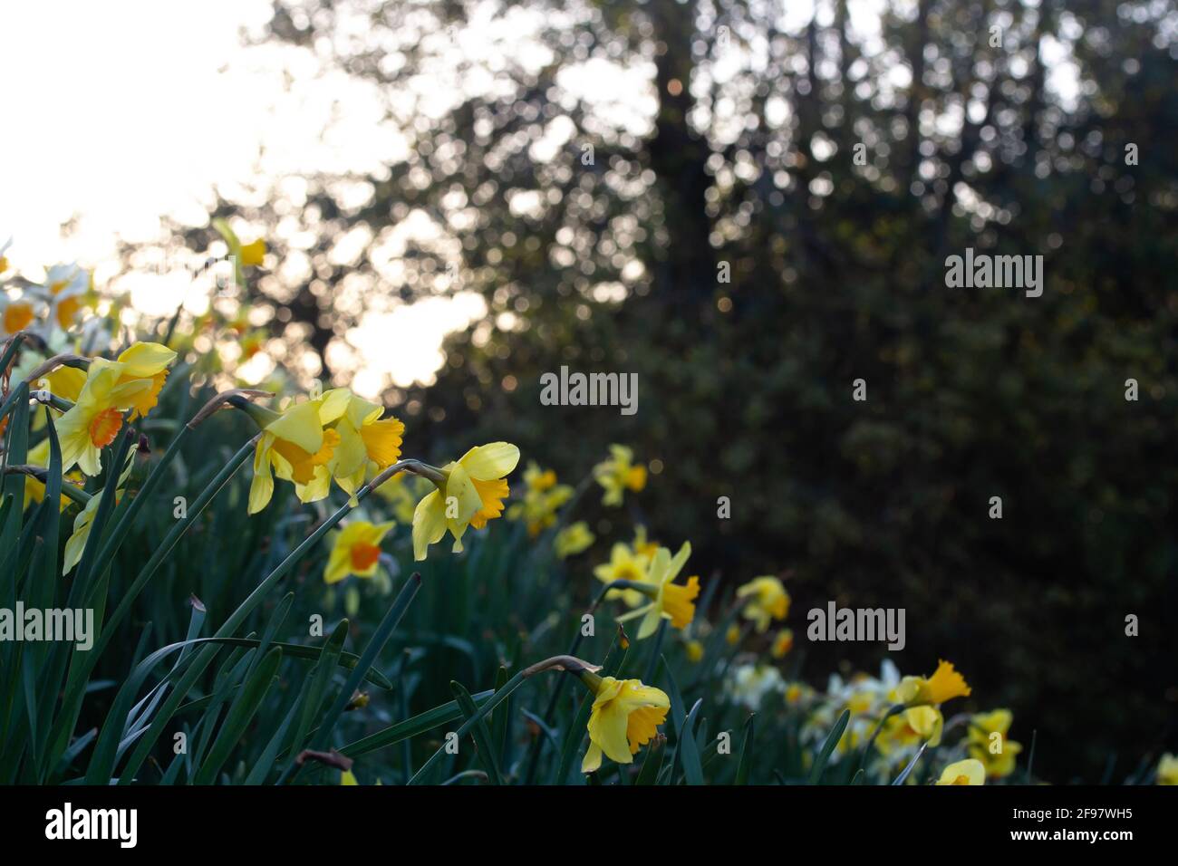 Spring Daffodils in a garden Stock Photo Alamy