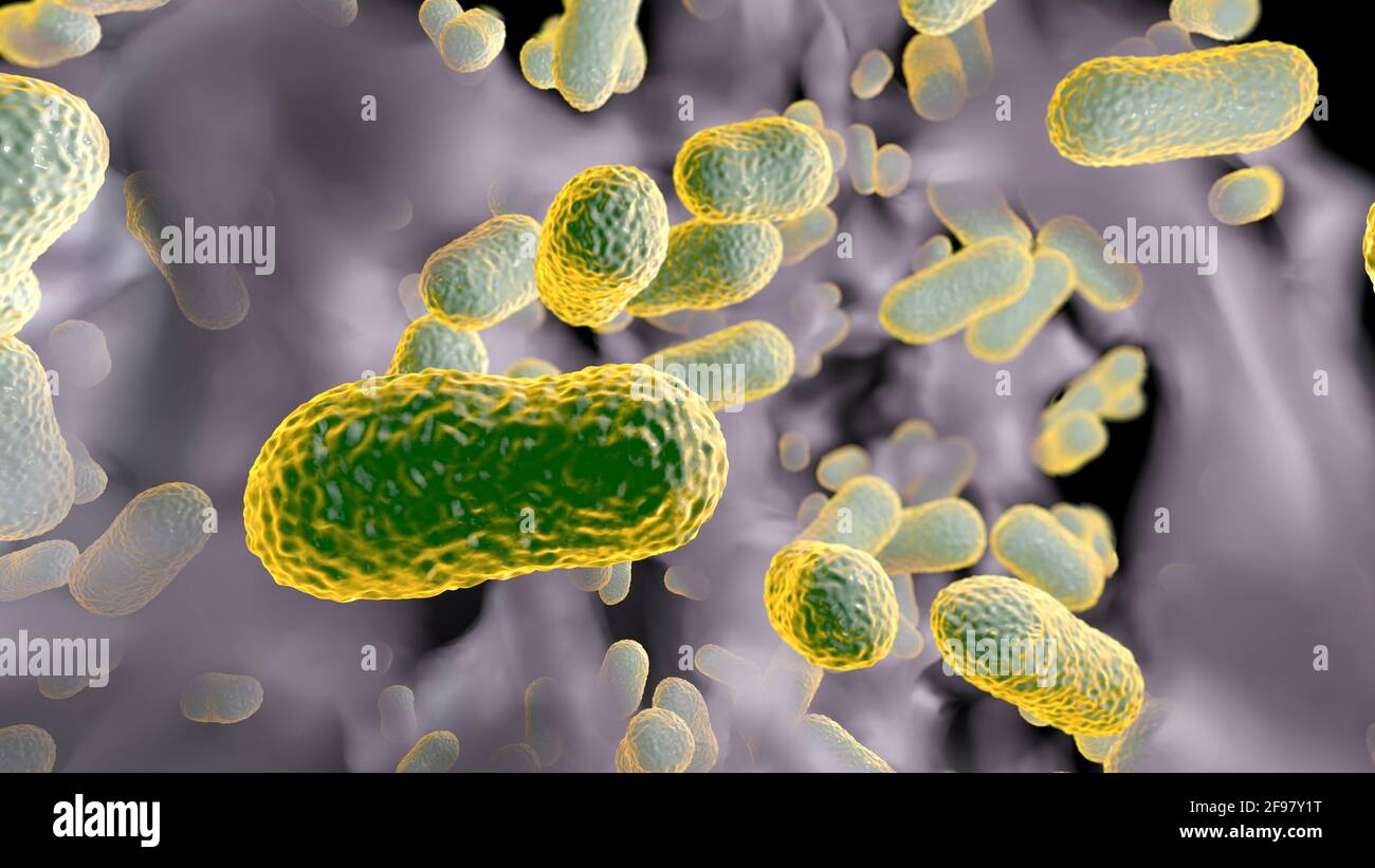 Acinetobacter baumannii bacteria, illustration Stock Photo