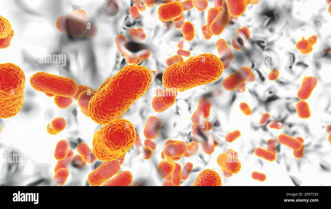 Acinetobacter baumannii bacteria, illustration Stock Photo