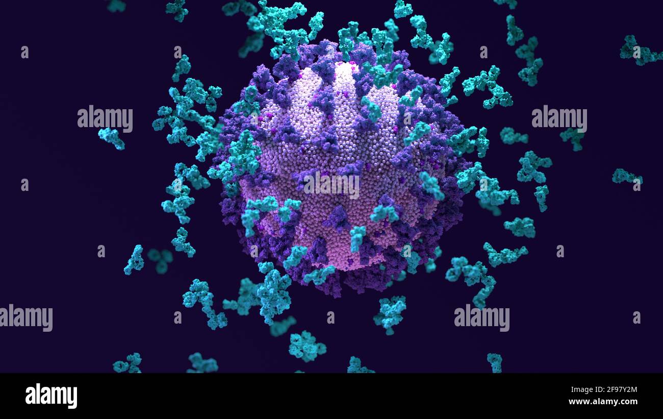 Antibodies and coronavirus particle, illustration Stock Photo - Alamy
