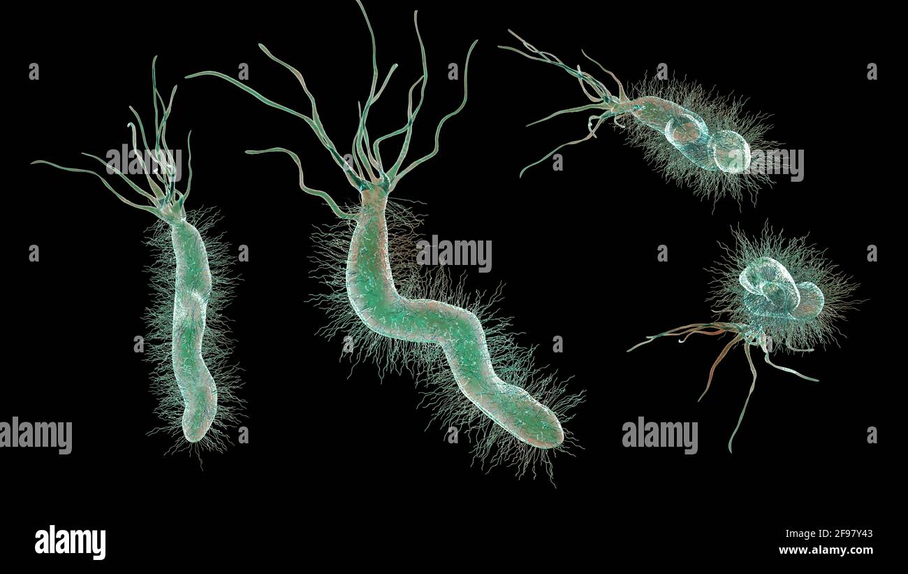 Helicobacter pylori bacterium, illustration Stock Photo