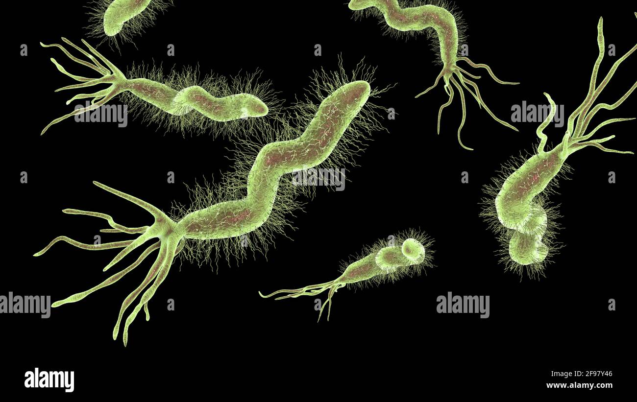 Helicobacter pylori bacterium, illustration Stock Photo