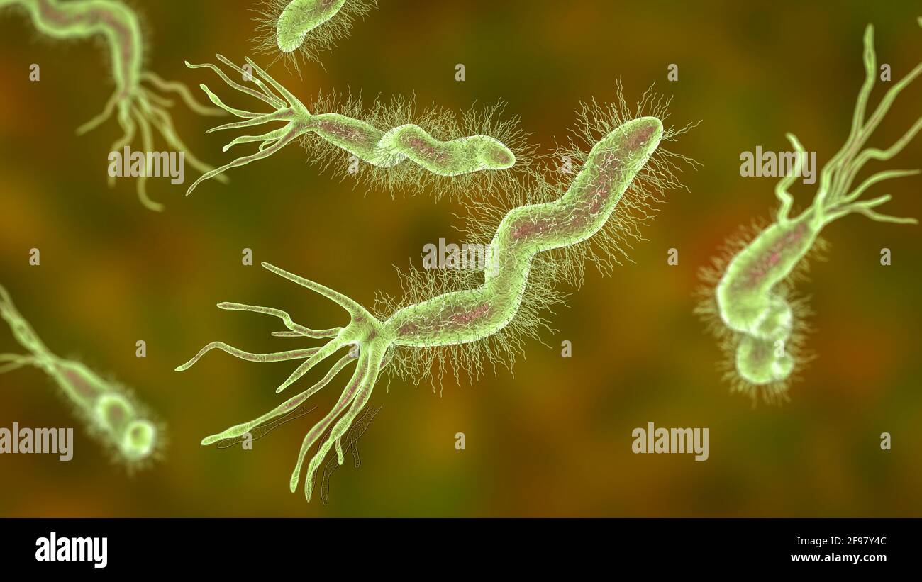 Helicobacter pylori bacterium, illustration Stock Photo Alamy