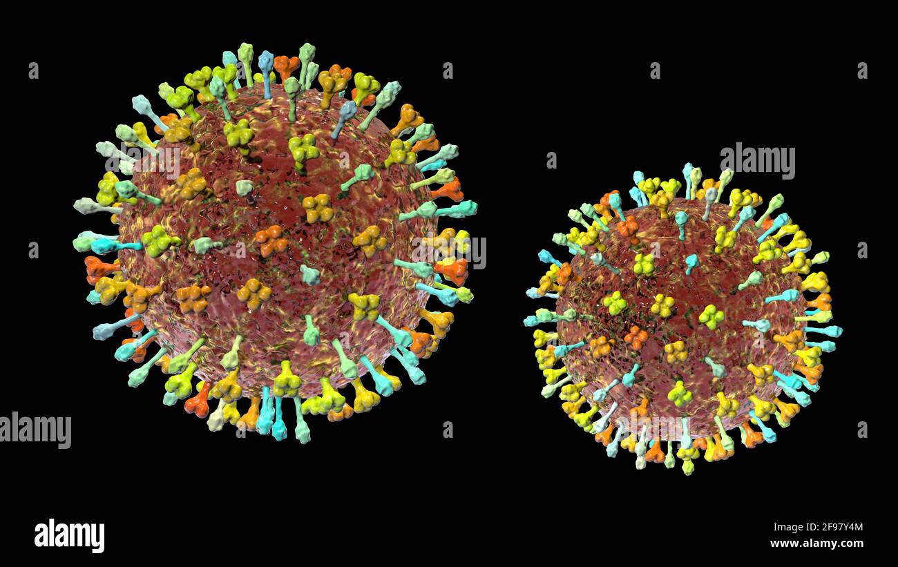 Hendra virus, illustration Stock Photo Alamy