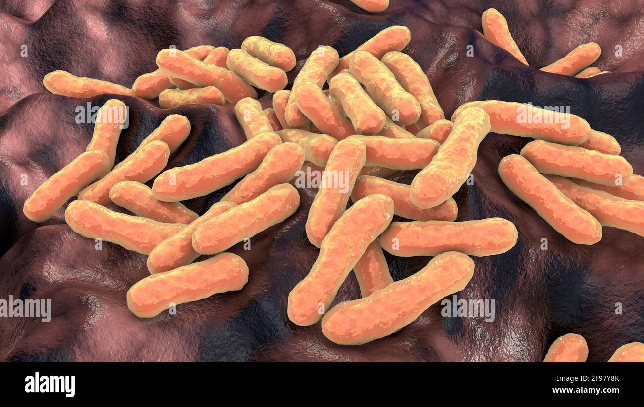 Cutibacterium acnes bacteria, illustration Stock Photo