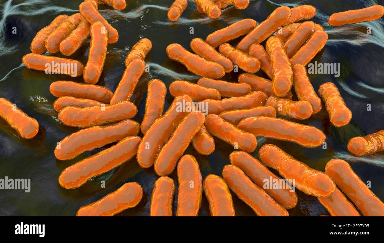 Cutibacterium acnes bacteria, illustration Stock Photo Alamy