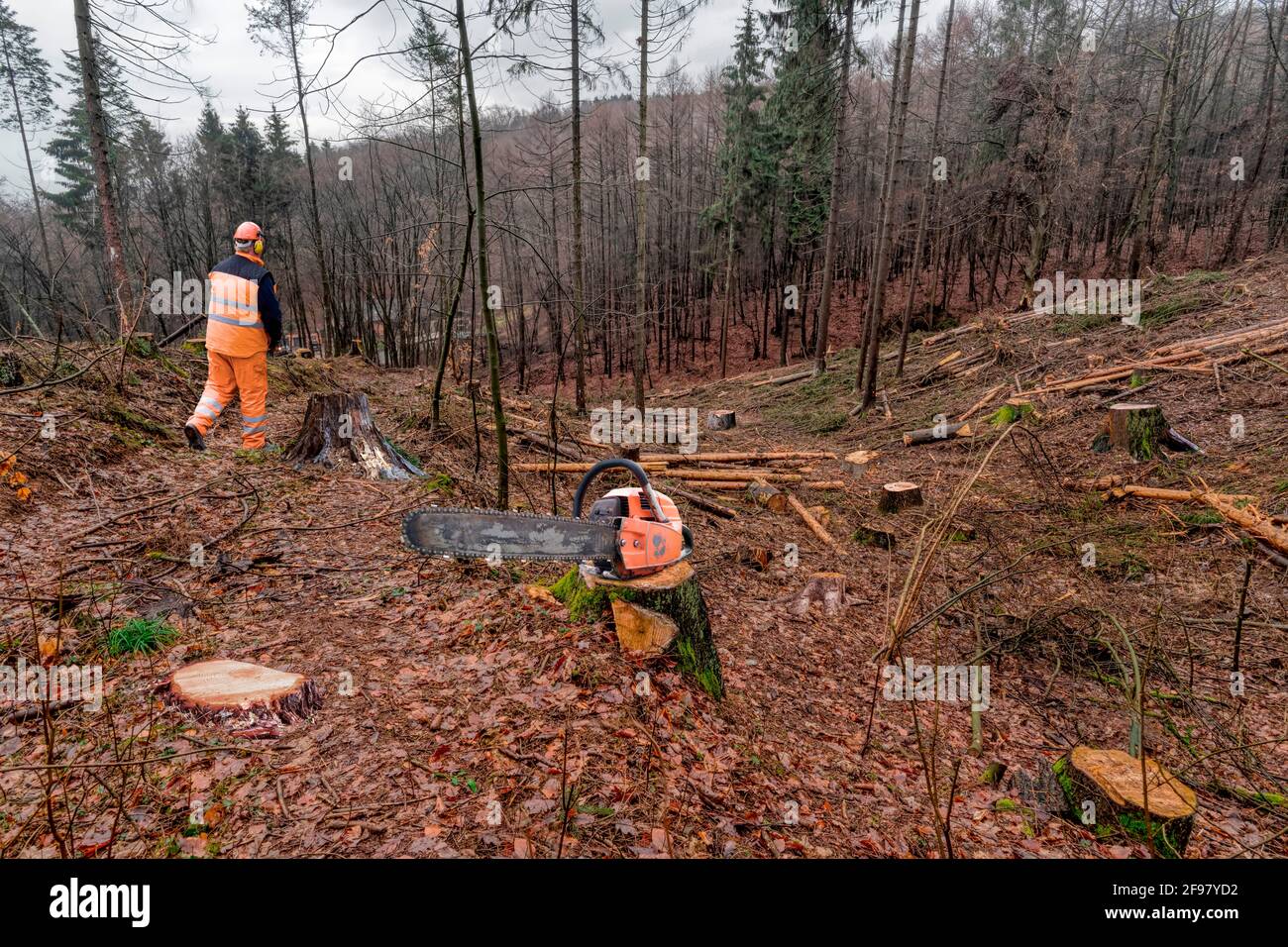 Forest workers during clearing work, Lower Saxony, Germany Stock Photo
