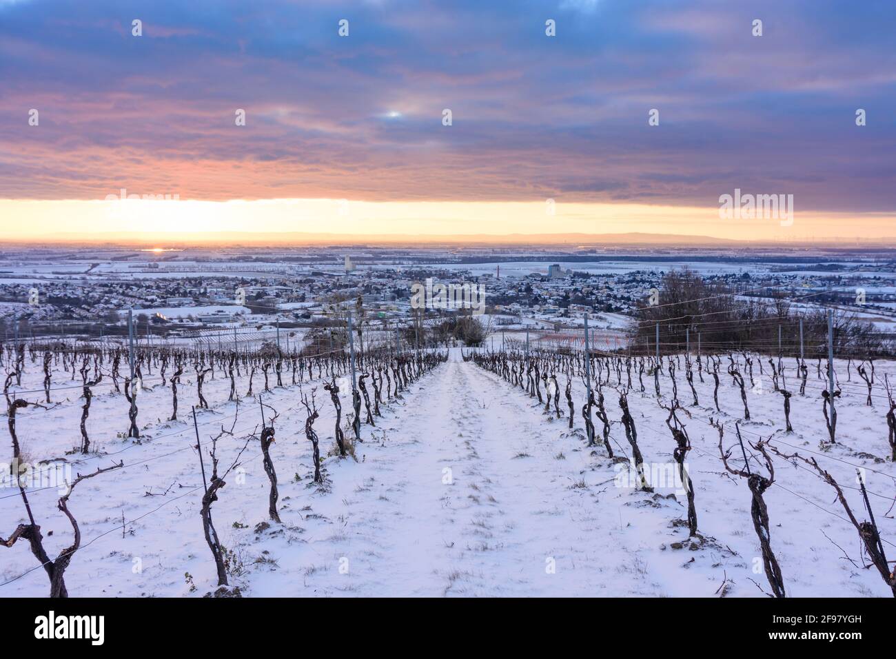 Guntramsdorf, vineyard, Wiener Becken (Vienna Basin), sunrise in Wienerwald (Vienna Woods), Niederösterreich / Lower Austria, Austria Stock Photo