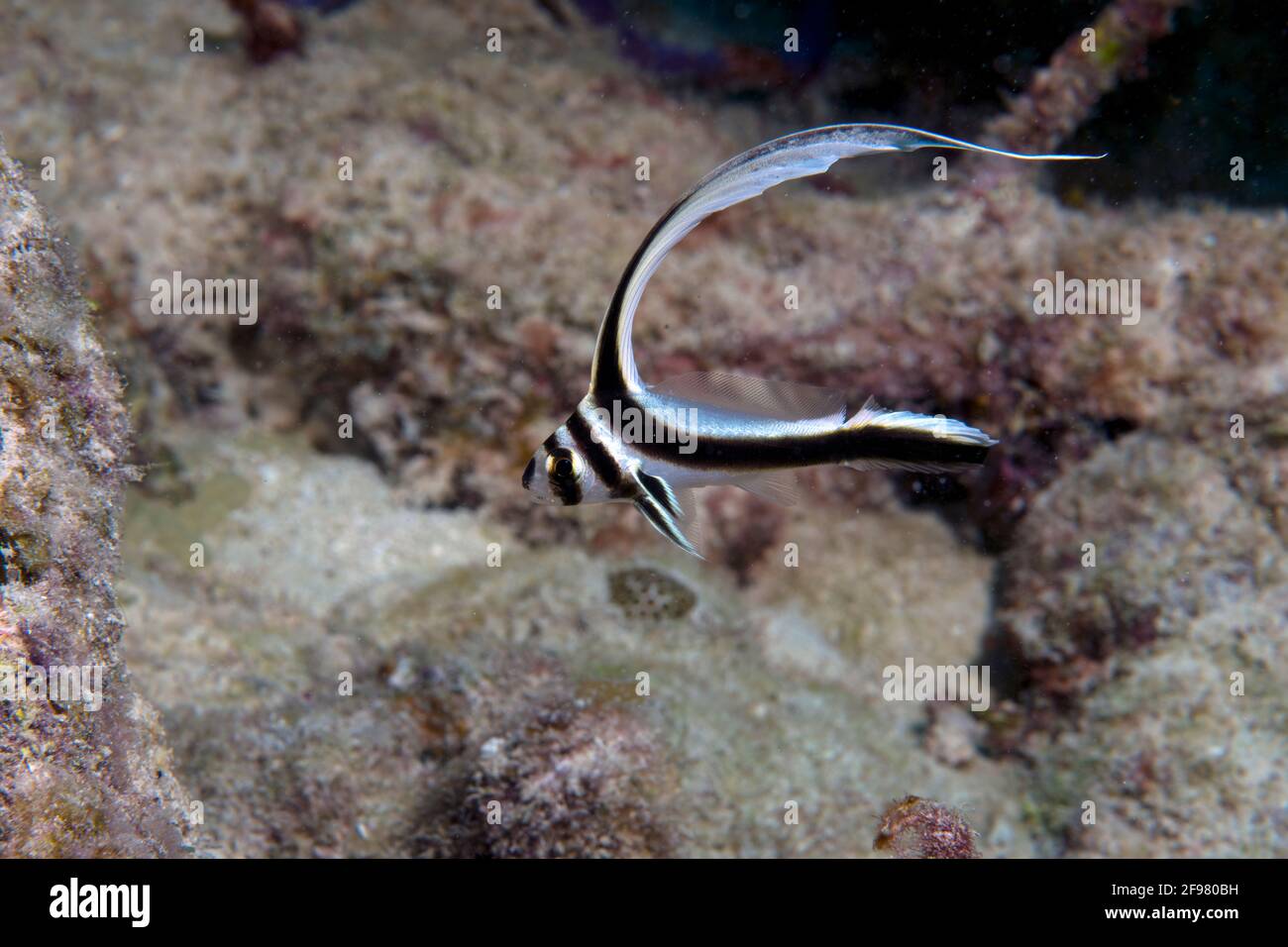 Juvenile spotted drum, Equetus punctatus, off south coast of Cuba, Caribbean Sea Stock Photo