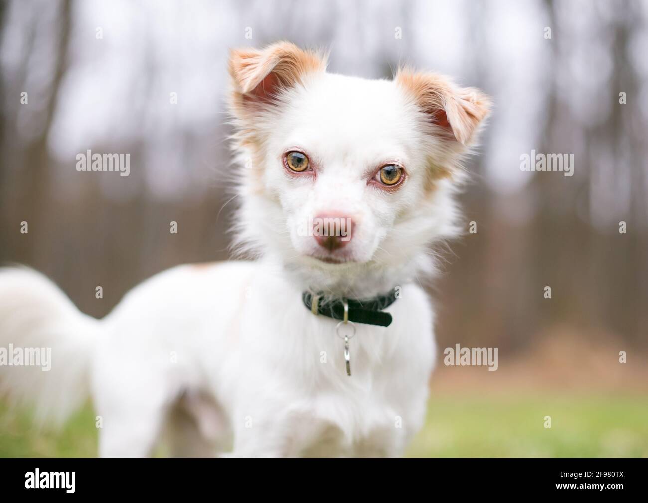 A Chihuahua mixed breed dog wearing a collar and tag, looking at the camera with a head tilt Stock Photo