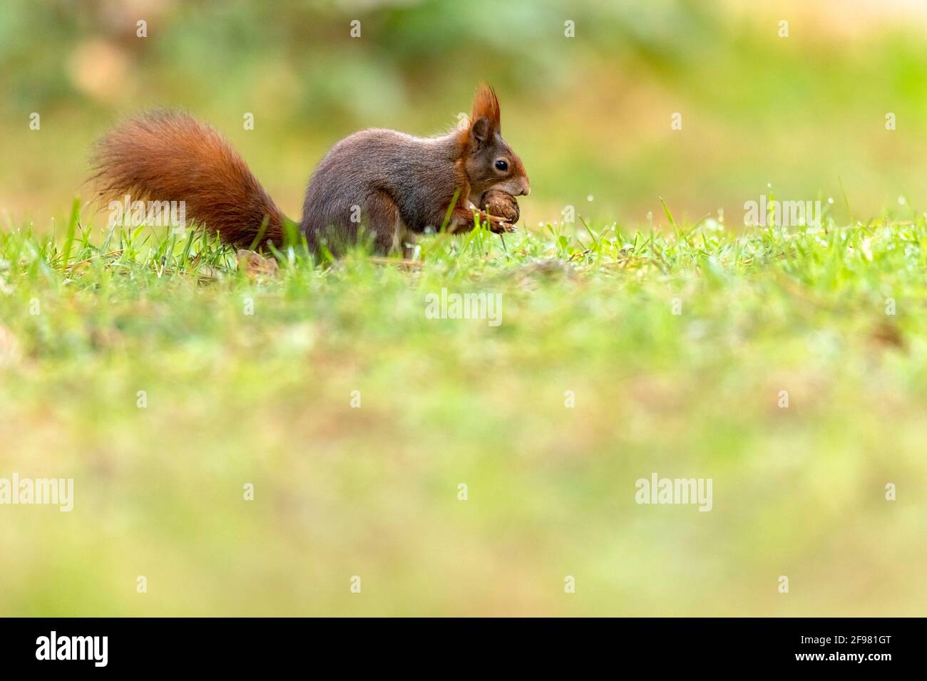 Red squirrel, (Sciurus vulgaris) foraging for food, Germany Stock Photo