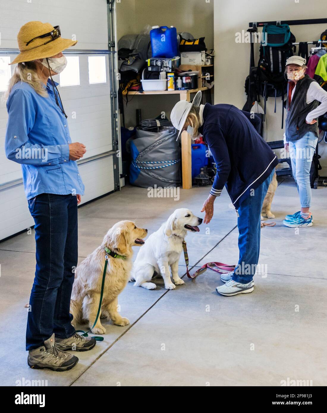 Training obedience class for Golden Retriever puppies. Stock Photo