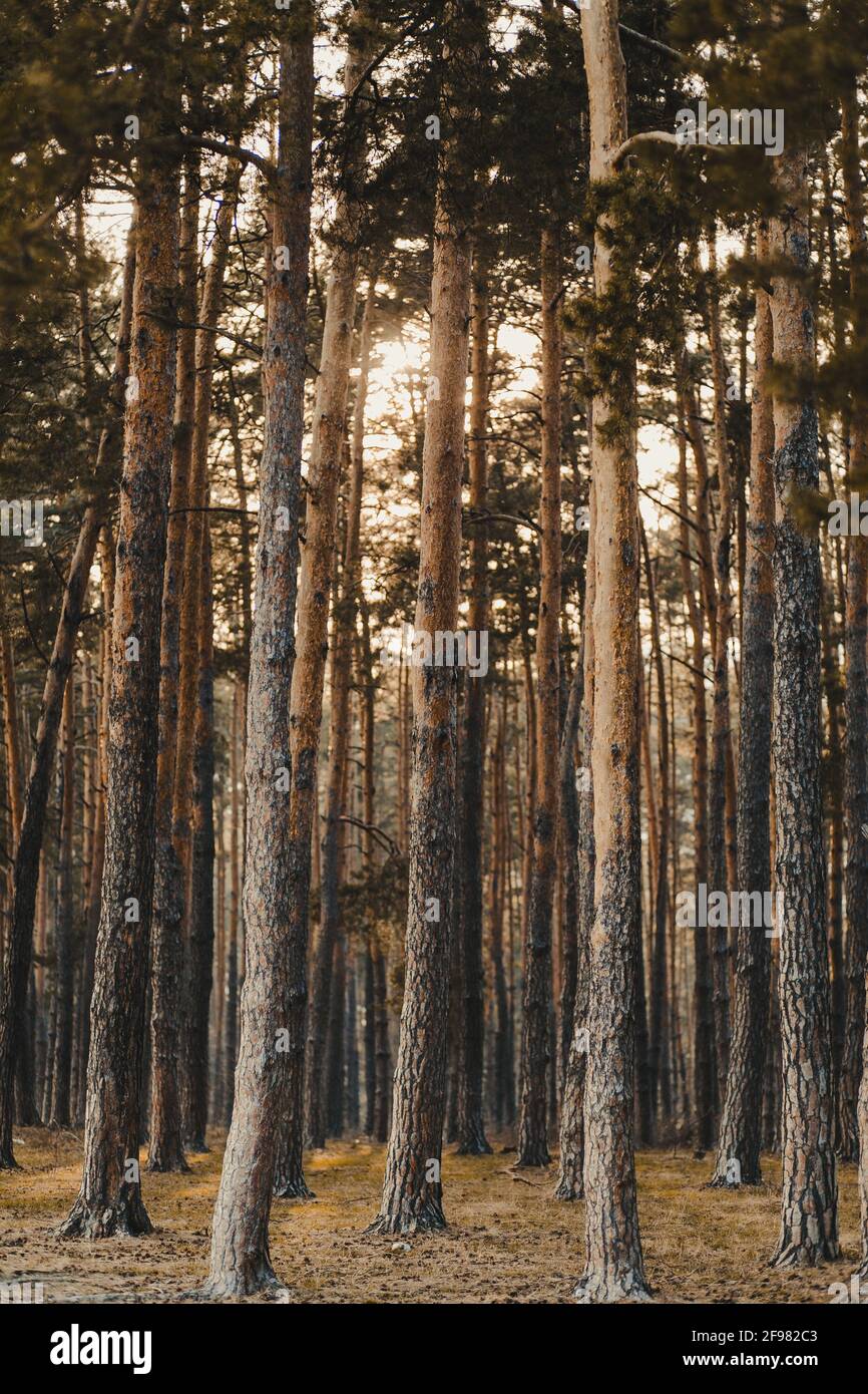 Natural view of tall pine trees in a forest at sunset Stock Photo - Alamy