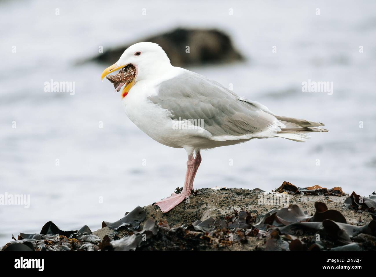 Closeup view of a sea gull eating a sea star Stock Photo