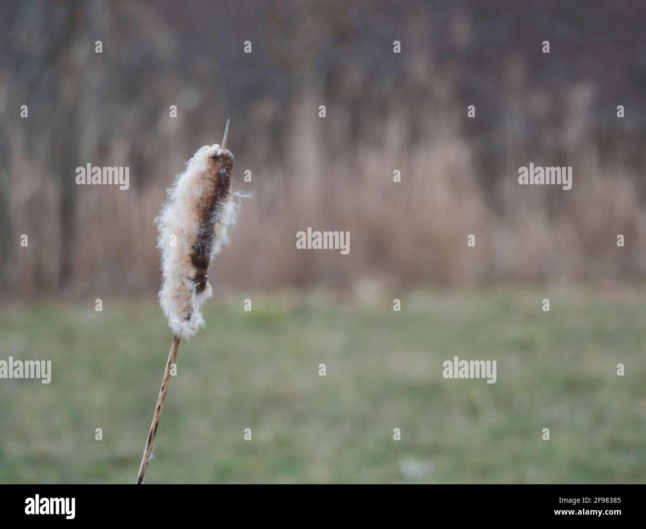Close up Bulrush or Typha latifolia plants against natural green and reeds bokeh background copy space Stock Photo