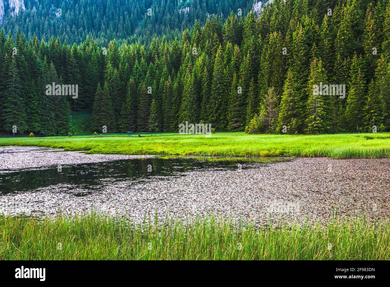 Smolyan Lake - Green pines around a lake Stock Photo