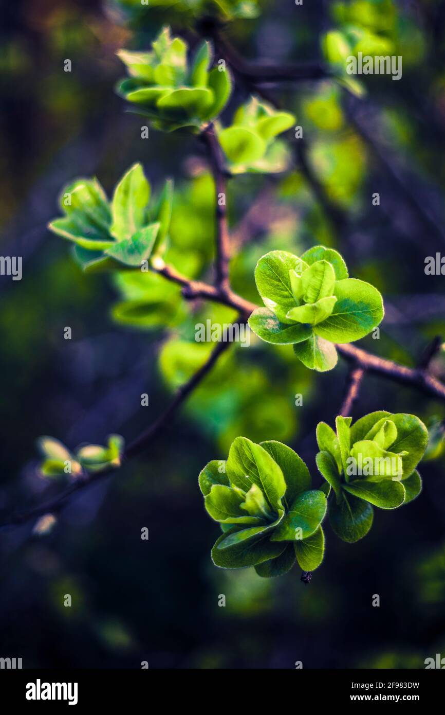 Spring branch - New green leaves of a tree Stock Photo - Alamy