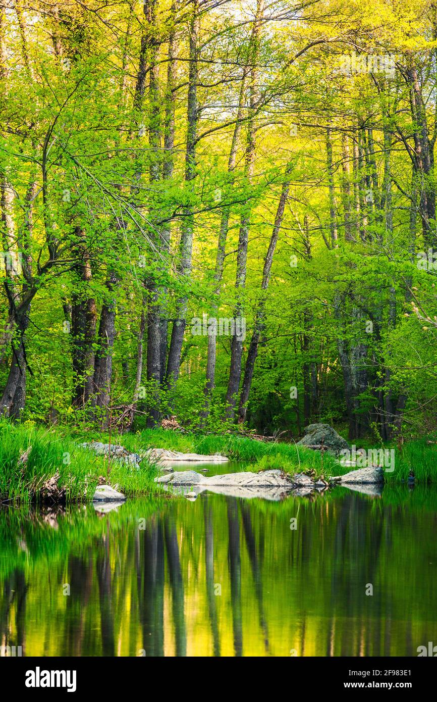 Green River - Reflection of gren trees in a river Stock Photo