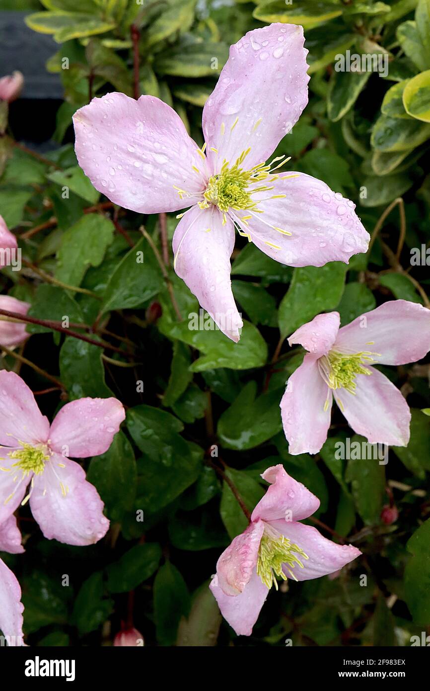 Clematis montana Rubens ‘Pink Perfection’ Pale pink flowers with central white flush on each petal,  April, England, UK Stock Photo