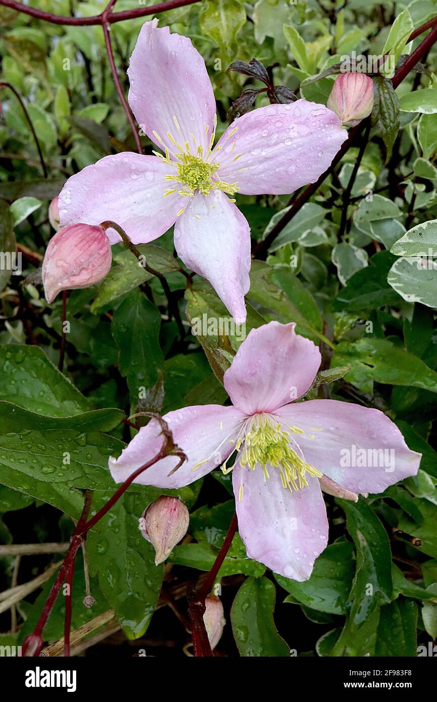 Clematis montana Rubens ‘Pink Perfection’ Pale pink flowers with central white flush on each petal,  April, England, UK Stock Photo