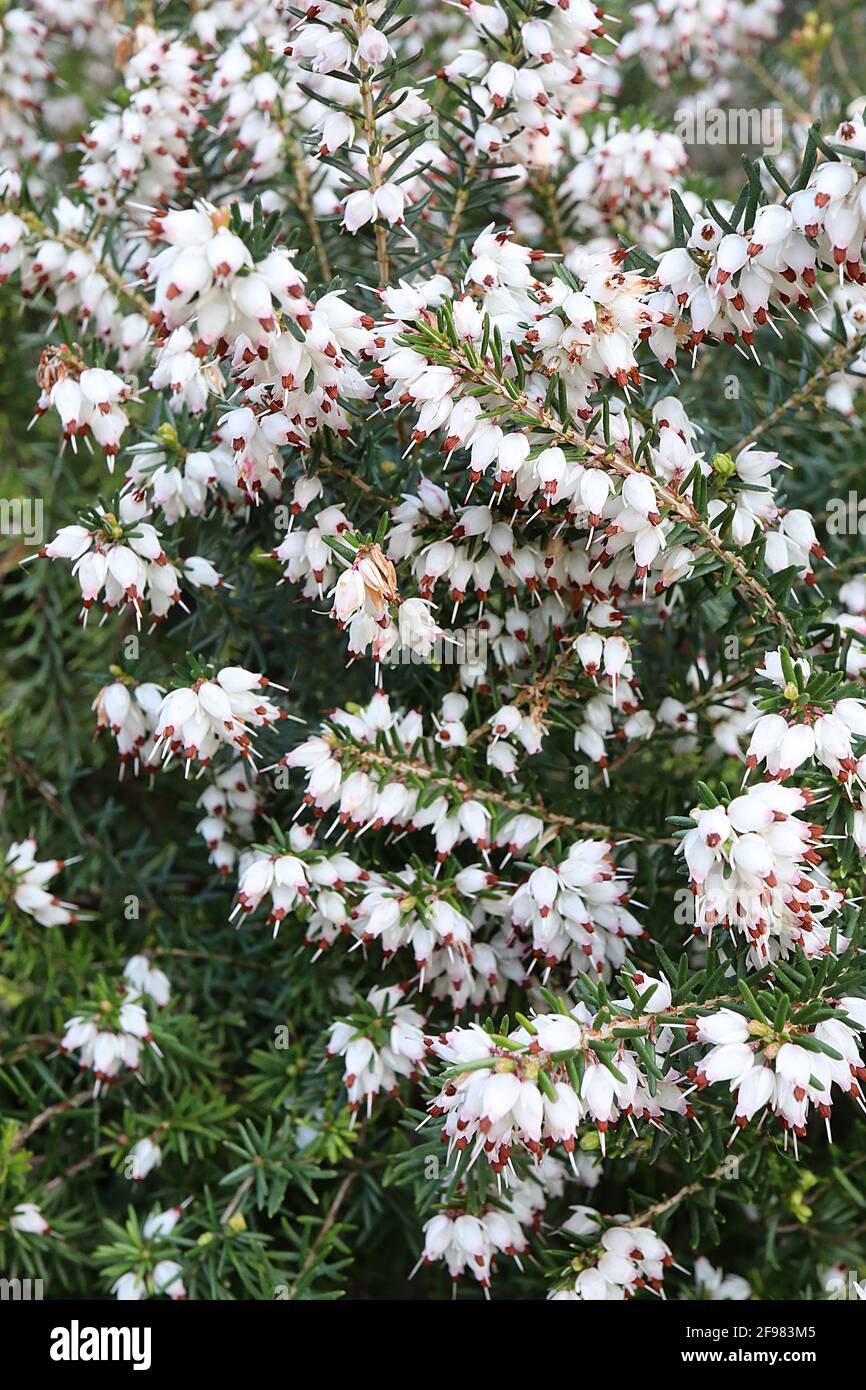 Erica carnea f alba ‘Springwood White’ Winter heather Springwood White – clusters of tiny urn-shaped white flowers,  April, England, UK Stock Photo