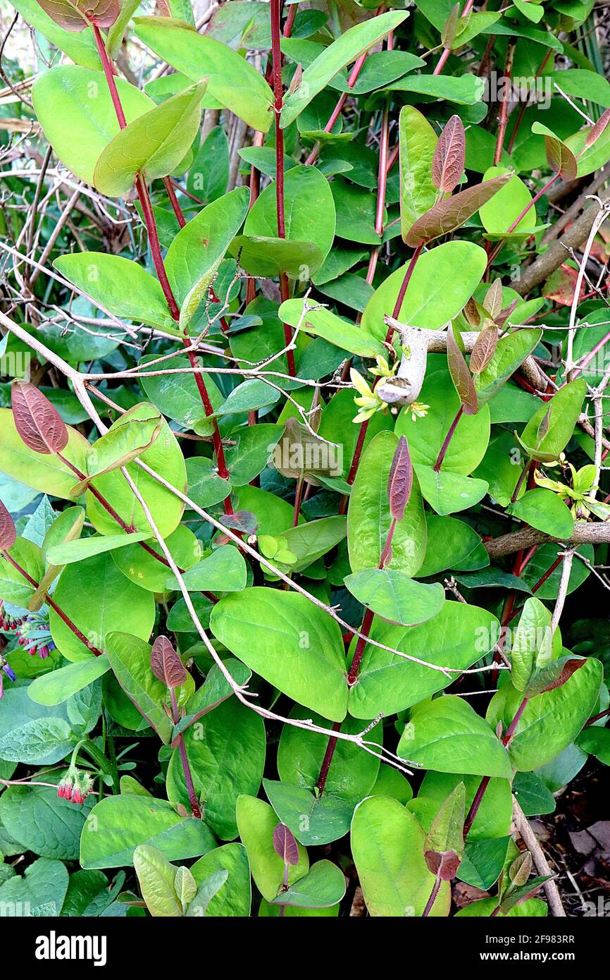 Hypericum androsamum / tutsan Shrubby St John’s Wort – fresh green paired leaves on red stems,  April, England, UK Stock Photo