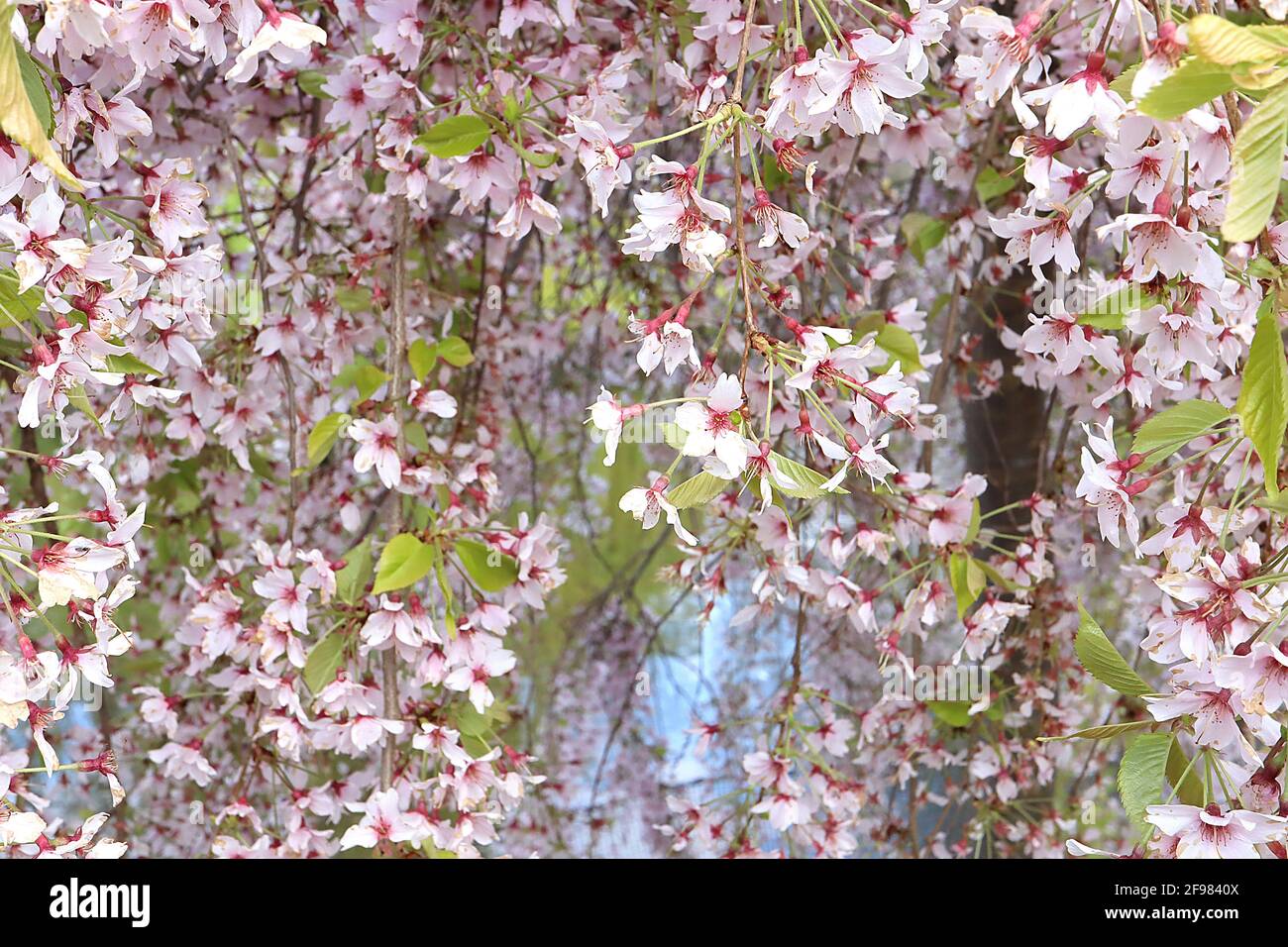 Prunus cherry pendula ‘Pendula Rosea’ drooping rosebud cherry – clusters of single shell pink flowers,  April, England, UK Stock Photo